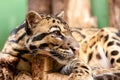 Close-up of an Ocelot - Leopardus pardalis - on a branch. The wild cat staring away from the camera