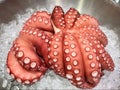 Close up. Octopus on Ice.