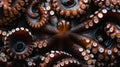 A close up of an octopus with many tentacles Royalty Free Stock Photo