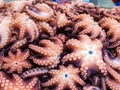 close up of octopus in market