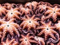 close up of octopus in market