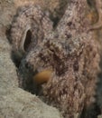 Close up of an octopus in shallow water. Royalty Free Stock Photo