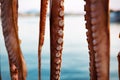 Close-up of octopus tentacles. Royalty Free Stock Photo