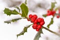 Close up od a branch of holly with red berries