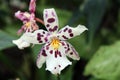 Close Up of a White and Purple Odontoglossum Orchid Flower