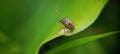 Close-up of Oebalus pugnax on aromatic ginger leaf Royalty Free Stock Photo