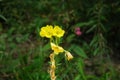 Close-up of Oenothera Biennis Blooming in a Green Meadow Royalty Free Stock Photo