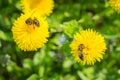 Close up ofbee collecting pollen on blooming yellow dandelion fl Royalty Free Stock Photo