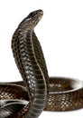 Close-up ofEgyptian cobra against white background Royalty Free Stock Photo