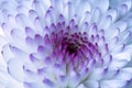 Close up off a Chrysanthemums (Chrysanthemum morifolium) Royalty Free Stock Photo