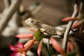 Close up off Indian Chameleon (Chamaeleo zeylanicus). Royalty Free Stock Photo