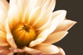 Close-up of an off-whiteyellow flower. Blooming sunflower on a background. A creative view of a blossoming flower with a Royalty Free Stock Photo