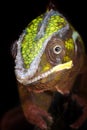 Close up ofl Panther Chameleon stand on a branch