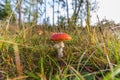 Close up ofy oung cool fly agaric, Amanita muscaria