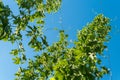 Close up og green hops leaves on a farmer`s field Royalty Free Stock Photo