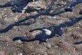 Oil spill oozing over beach dirt Royalty Free Stock Photo