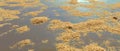 Close Up of an Oil Spill on Particles of Sand