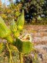 Close up of Okra.Lady fingers. Lady Fingers or Okra vegetable on plant in farm.Plantation of natural okra. Royalty Free Stock Photo