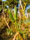 Close up of Okra.Lady fingers. Lady Fingers or Okra vegetable on plant in farm.Plantation of natural okra. Royalty Free Stock Photo