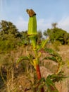 Close up of Okra.Lady fingers. Lady Fingers or Okra vegetable on plant in farm.Plantation of natural okra. Royalty Free Stock Photo