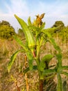 Close up of Okra.Lady fingers. Lady Fingers or Okra vegetable on plant in farm.Plantation of natural okra. Royalty Free Stock Photo