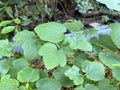 Okra leaves in nature garden