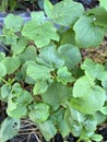 Okra leaves in nature garden