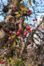 close-up of old apples that remained unpicked on the tree in the orchard Royalty Free Stock Photo