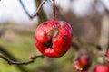 close-up of old apples that remained unpicked on the tree in the orchard Royalty Free Stock Photo