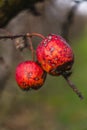 close-up of old apples that remained unpicked on the tree in the orchard Royalty Free Stock Photo
