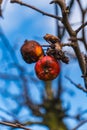 close-up of old apples that remained unpicked on the tree in the orchard Royalty Free Stock Photo