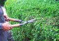 Close up old asian woman cutting hokkien tea fence in front of the house with grass shears in the morning , making good use of