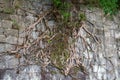 Close-up of old banyan tree roots growing on the ancient city wall Royalty Free Stock Photo