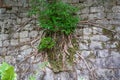 Close-up of old banyan tree roots growing on the ancient city wall Royalty Free Stock Photo