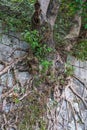 Close-up of old banyan tree roots growing on the ancient city wall Royalty Free Stock Photo