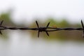 Close up old barbed wire fence and ant Royalty Free Stock Photo