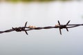Close up old barbed wire fence and ant Royalty Free Stock Photo