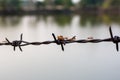 Close up old barbed wire fence and ant Royalty Free Stock Photo