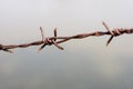 Close up old barbed wire fence and ant Royalty Free Stock Photo