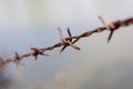 Close up old barbed wire fence and ant Royalty Free Stock Photo