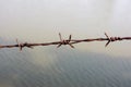 Close up old barbed wire fence and ant Royalty Free Stock Photo