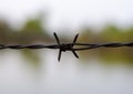 Close up old barbed wire fence Royalty Free Stock Photo