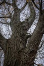 Close-up of an old bare poplar tree in the autumn. Royalty Free Stock Photo