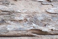 Close up old bark wood tree background. wrinkle wooden texture details. Royalty Free Stock Photo