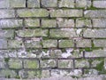 Close up of old brick wall covered in green moss Royalty Free Stock Photo