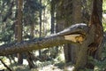 Close up of old broken mighty pine tree trunk or branch in mountain evergreen forest after windy storm or because of old age. Powe