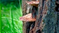 Close-Up Of Old Broken Tree Stump & Natural Fungus Covered Moss Fungus Royalty Free Stock Photo