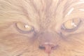 Close up old brown persian cat face on background Royalty Free Stock Photo