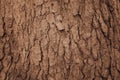 Close up of Old brown tree Bark,background texture. Royalty Free Stock Photo