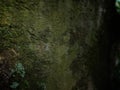Close up of old concrete wall covered with green moss and lichen texture Royalty Free Stock Photo